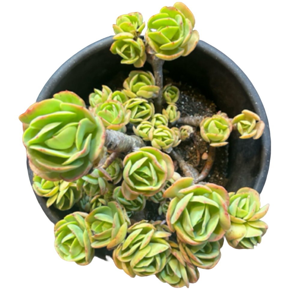 （老桩鸡蛋碧桃）整装老桩飘枝盆栽多肉