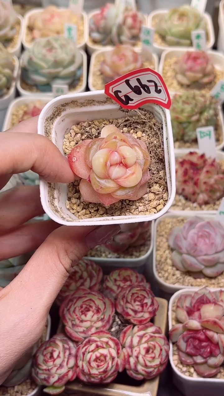 【闪购商品】一物一拍G662沉香