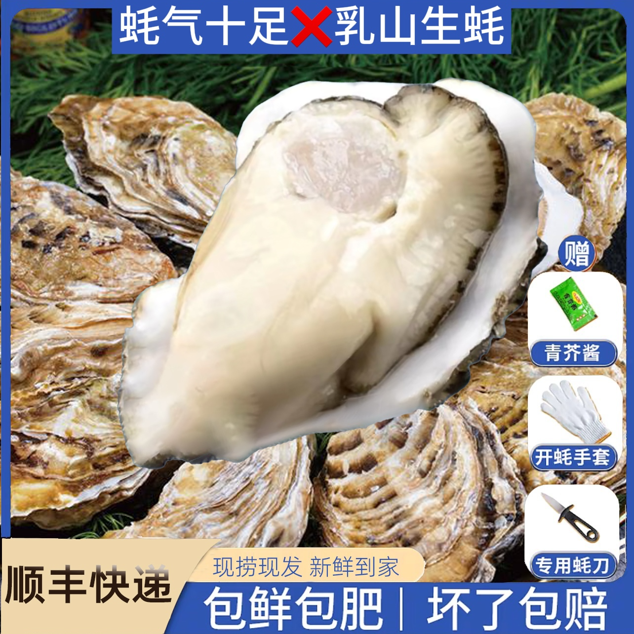 正宗乳山生蚝原产地直发精品生蚝新鲜生蚝牡蛎海蛎子8斤顺丰快递