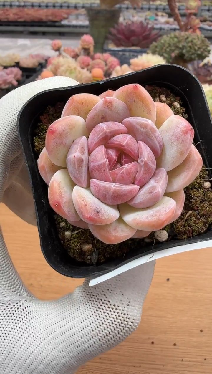 东云多肉园二店-103