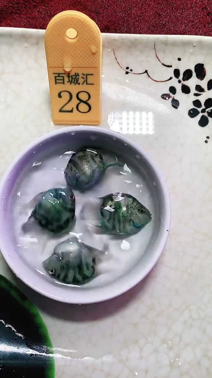 鹦鹉鱼33333333333333333