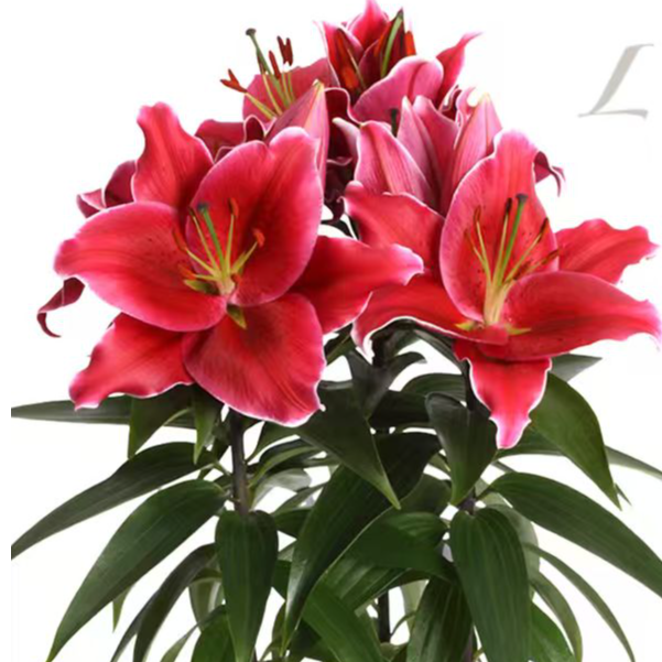 新品【密钥】16/18 东方系列香水百合种球进口种球栽种盆栽地栽