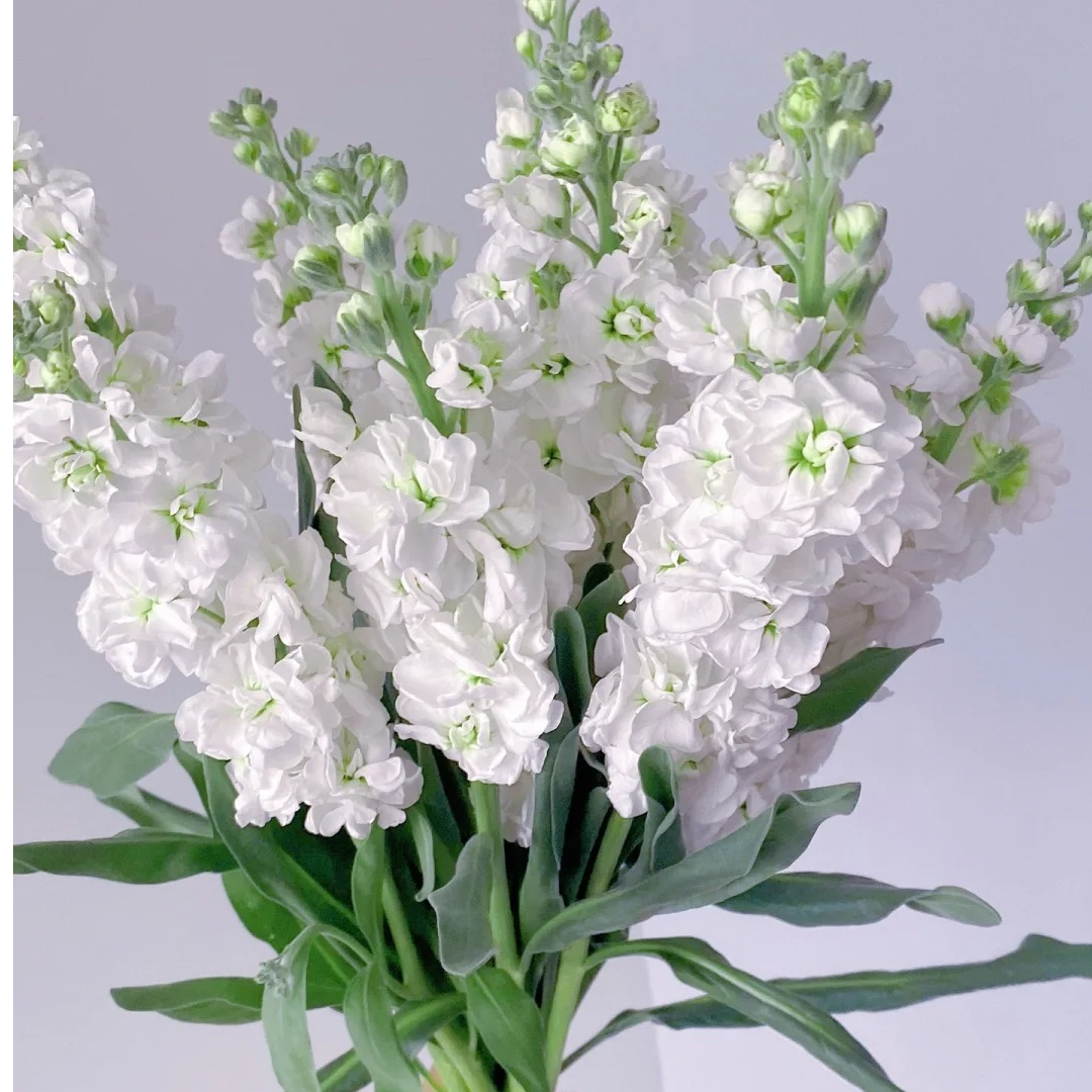 （蔓蔓）白色重瓣紫罗兰 2扎20% 防损 1单包邮