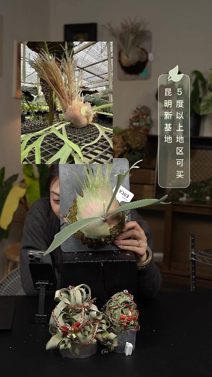 不开花植物V303-雷达鹿角蕨侧芽