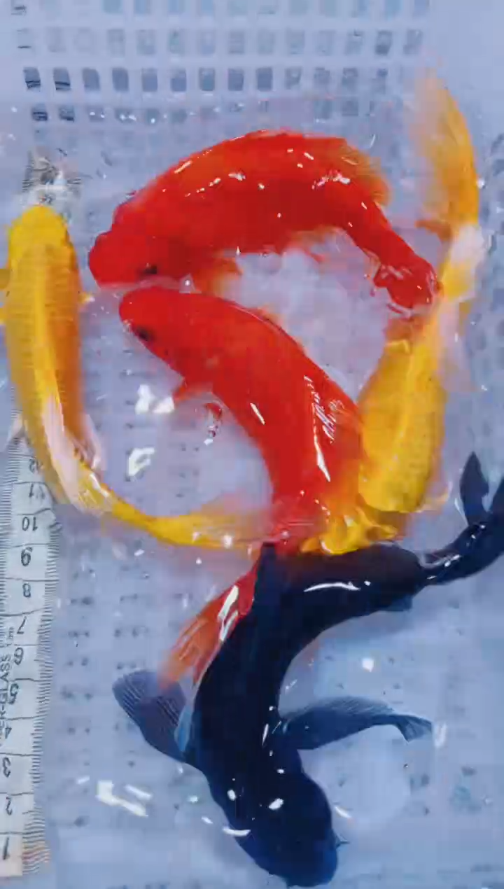 锦鲤血统锦鲤全场包邮44