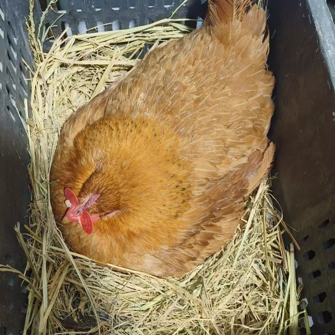 生态散养【抱窝鸡】土鸡走地鸡 包冰率不含冰