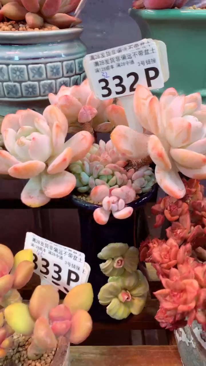 332P（一物一拍，精品多肉，所见即所得 ）