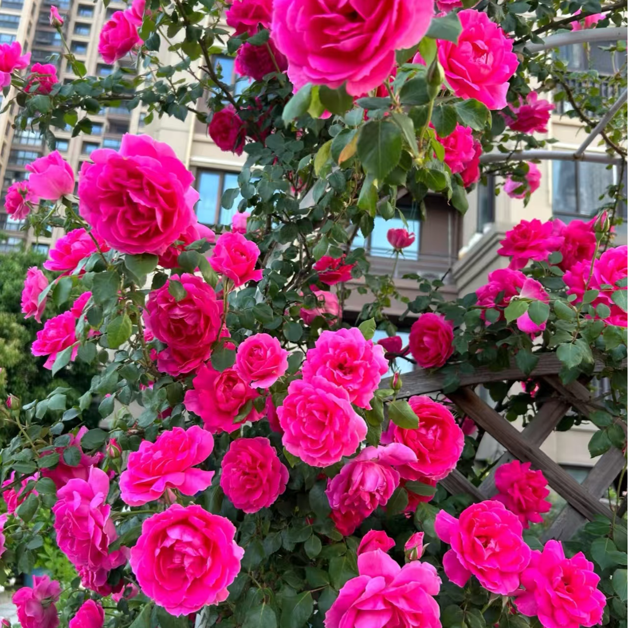 【大游行】爬藤月季 大花浓香   玫粉色月季 四季勤花