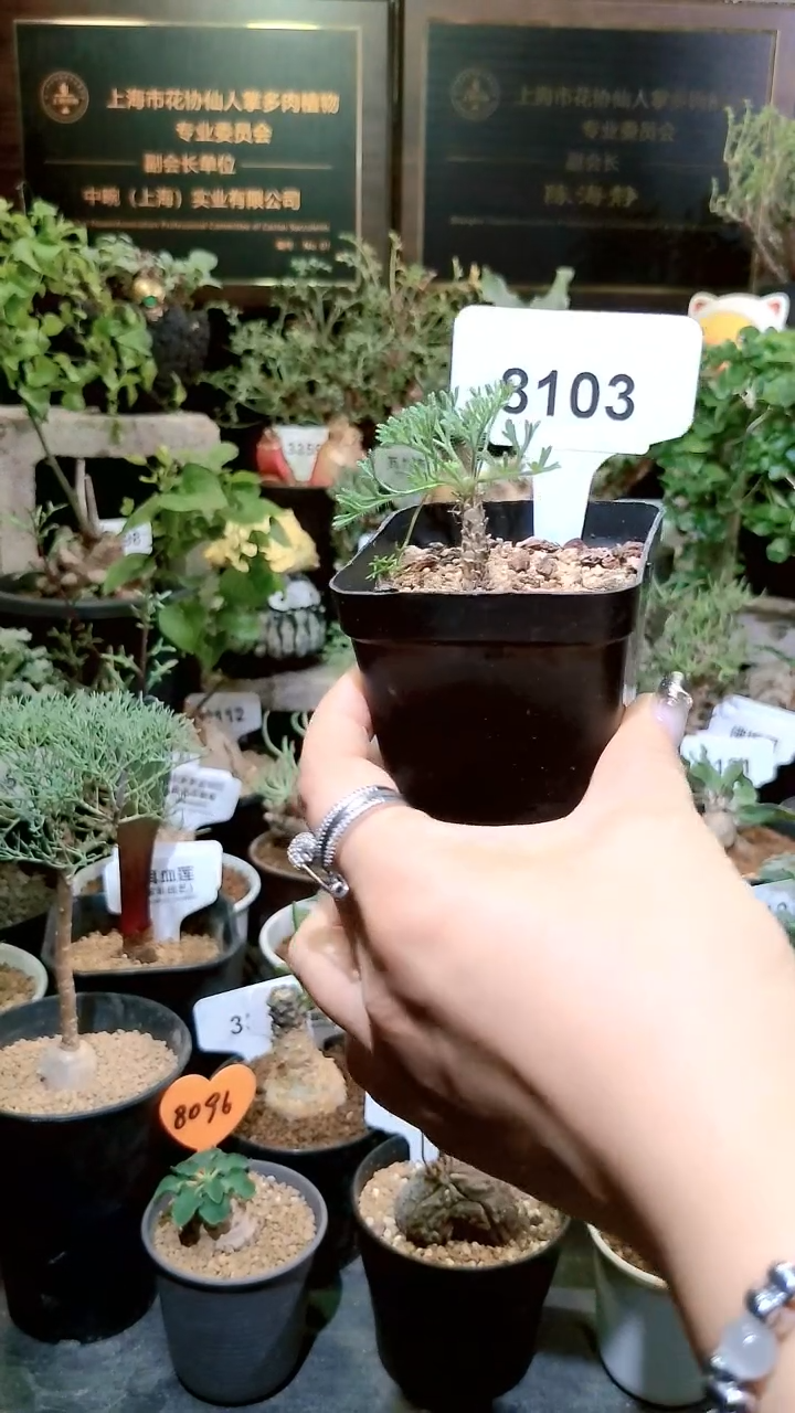 8103号1220福利植物黑皮月界