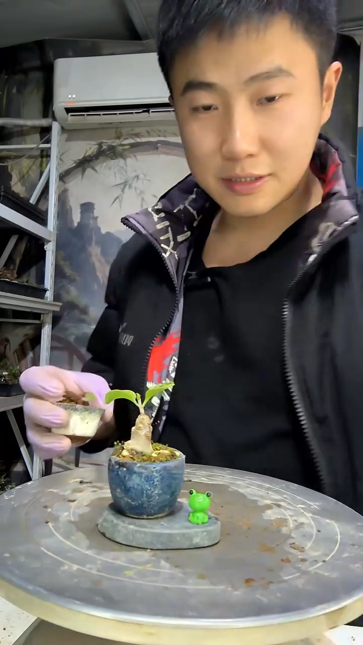 L***1中青园艺一物一拍花293