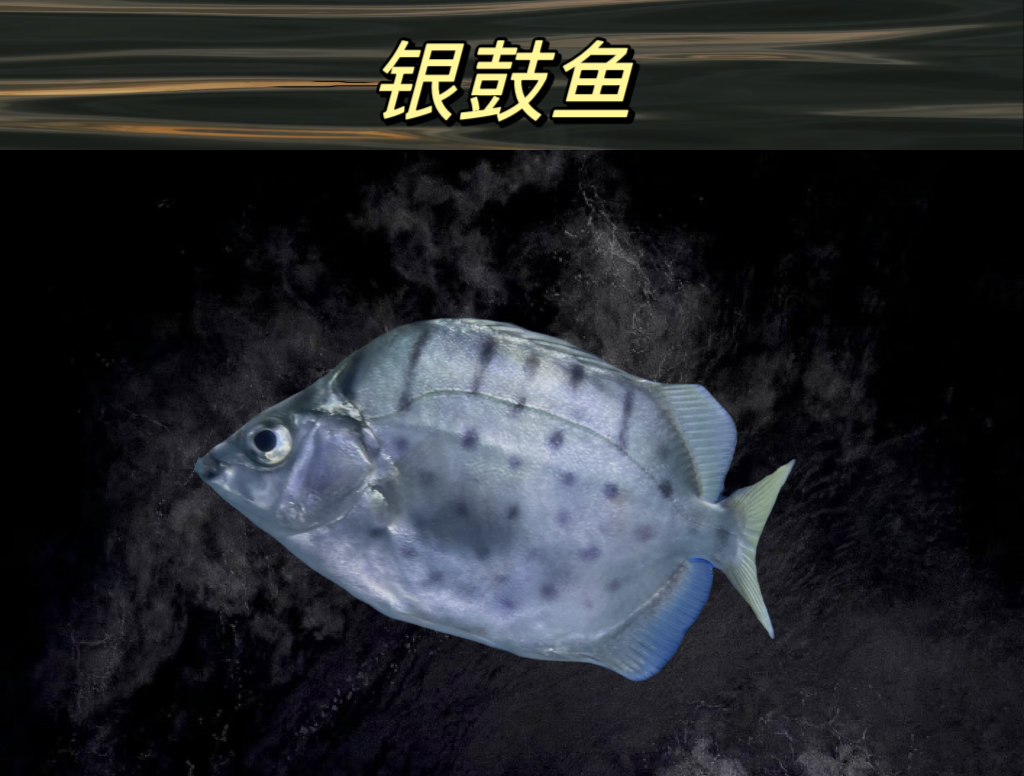 银鼓海鱼海水淡化【观赏鱼】淡水可养