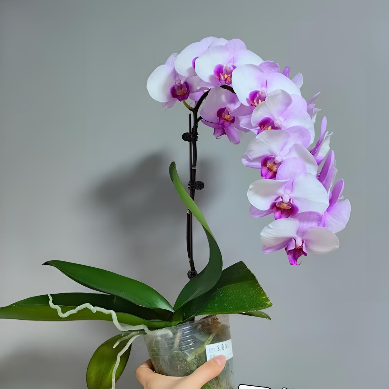 蝴蝶兰珠宝（豆蔻佳人）3.0寸杯大苗，豆蔻佳人未闻花名绿植鲜花客厅