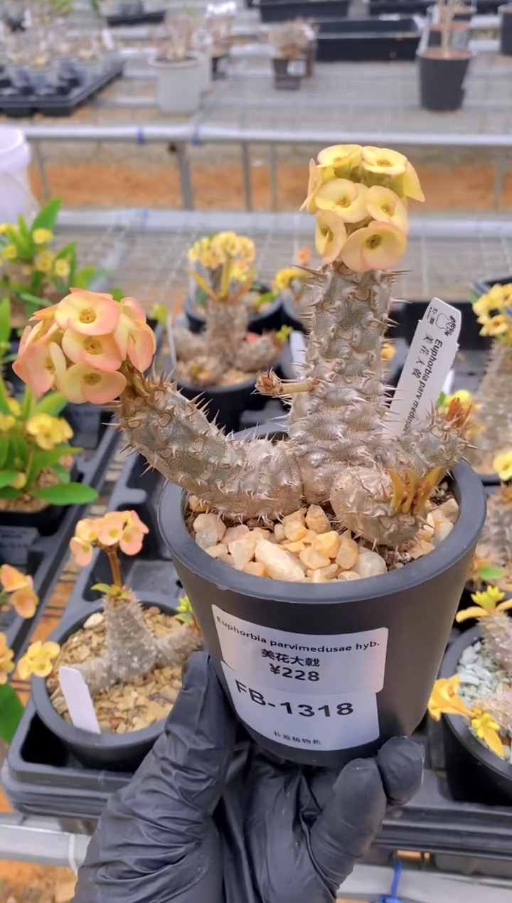 【闪购商品】美花大戟FB-1318