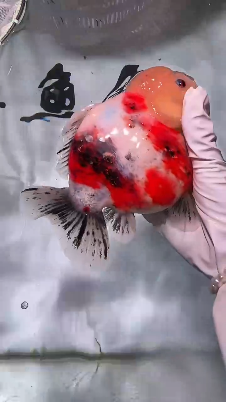 金鱼金鱼精品泰狮一条以直播间为准