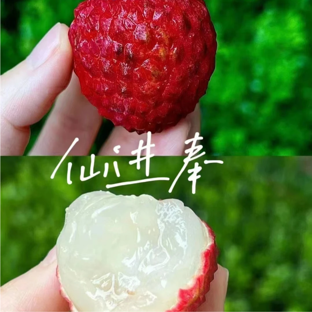 【顺丰次日达】头茬仙进奉新鲜水果礼盒现摘现发3斤净果2.5斤同城荔枝同城送海南省