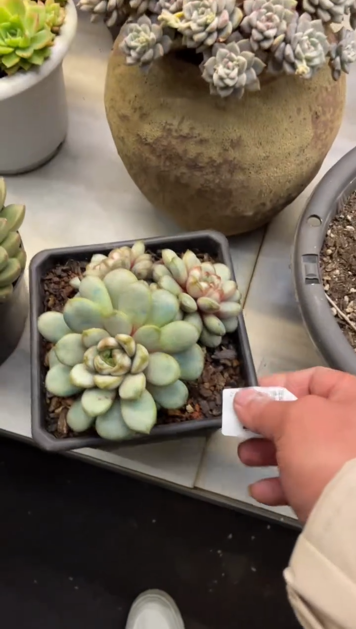 【闪购商品】205葡萄