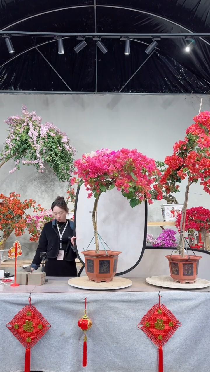 【闪购商品】盆景橙粉公主+漳红樱