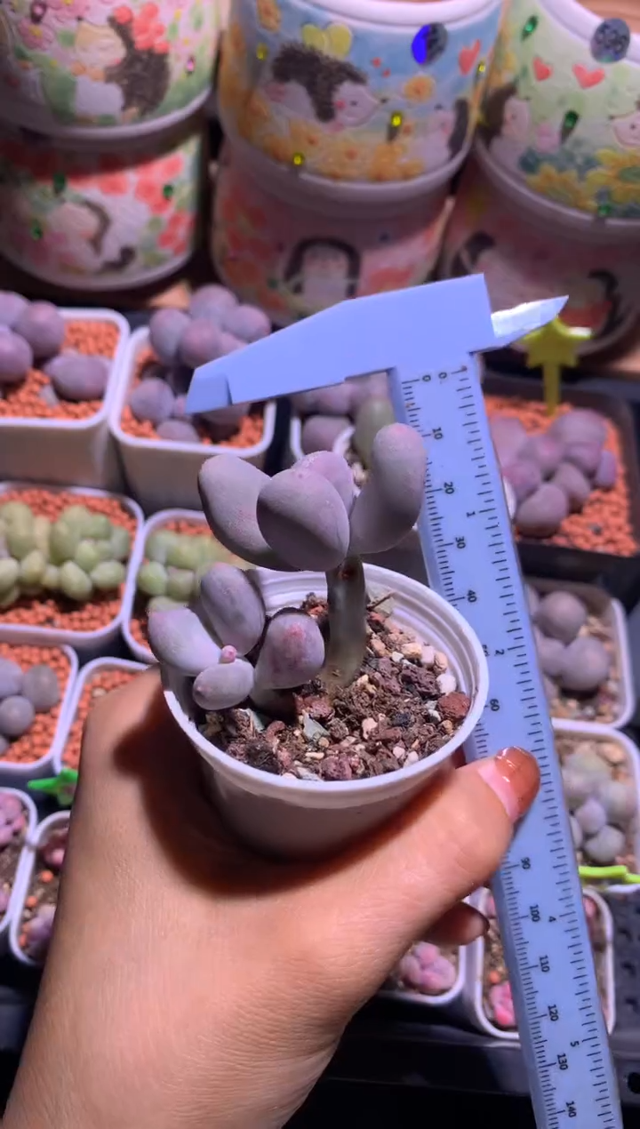 米可奶酪，满28包邮，不满发一个叶片到付