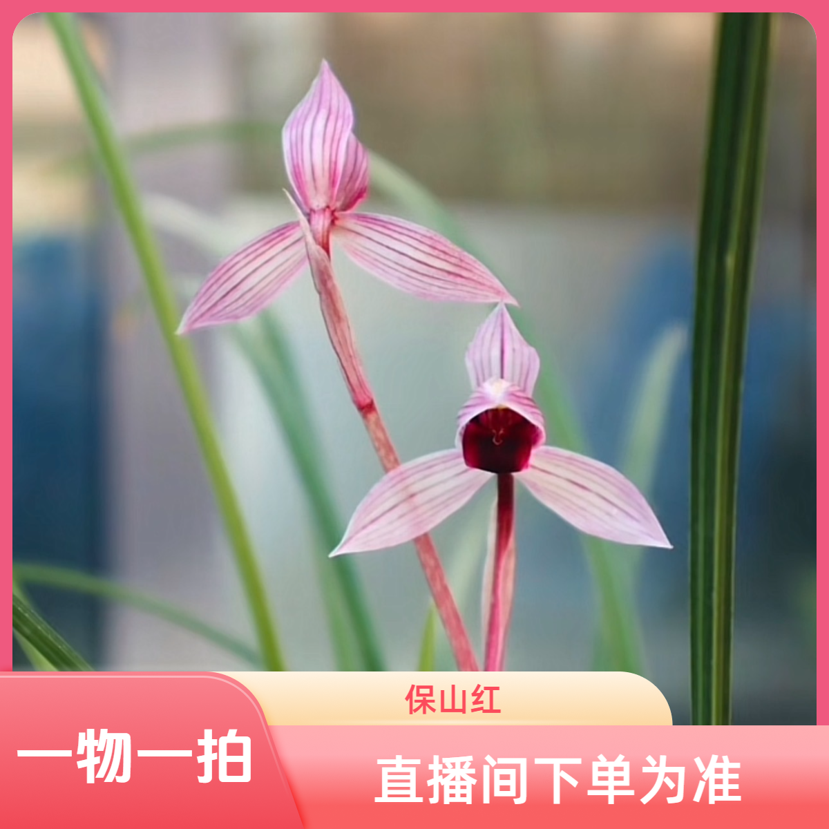 一物一拍兰花 100-600 直播间下单为准