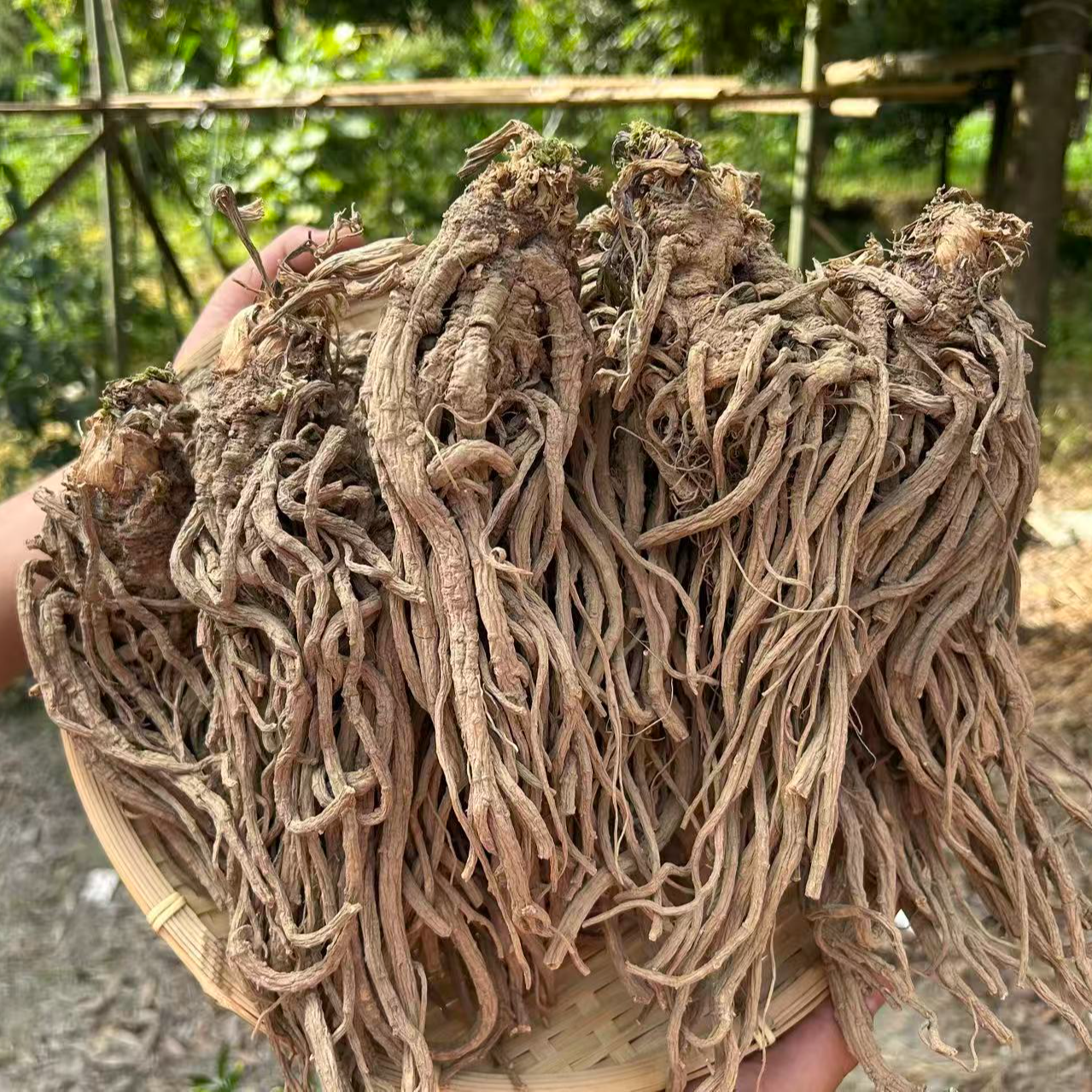 精选大颗深山甜当归 