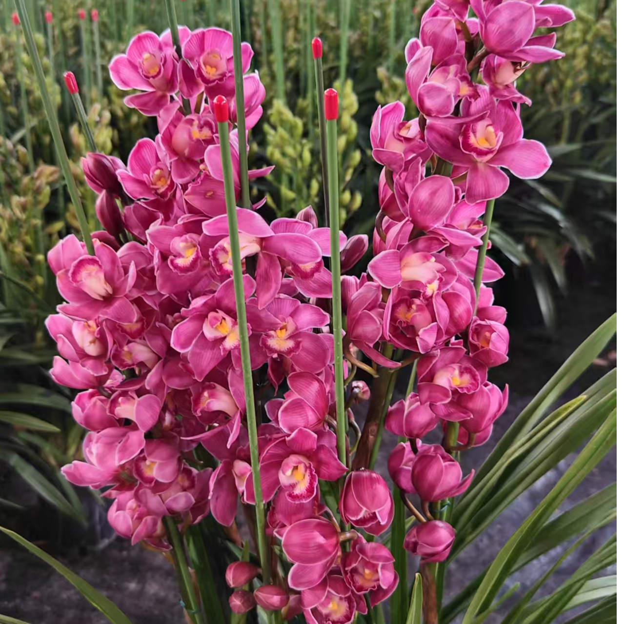 【绣球大花惠兰】云南高山大花蕙兰基地直发