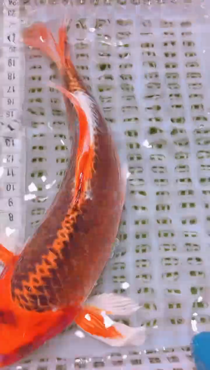 锦鲤冷水观赏鱼全场包邮128