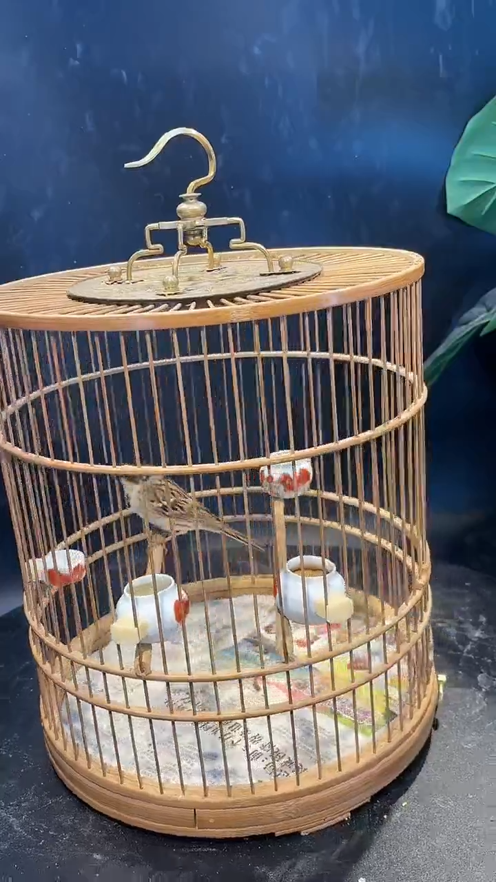 23号 虎头风养笼起拍