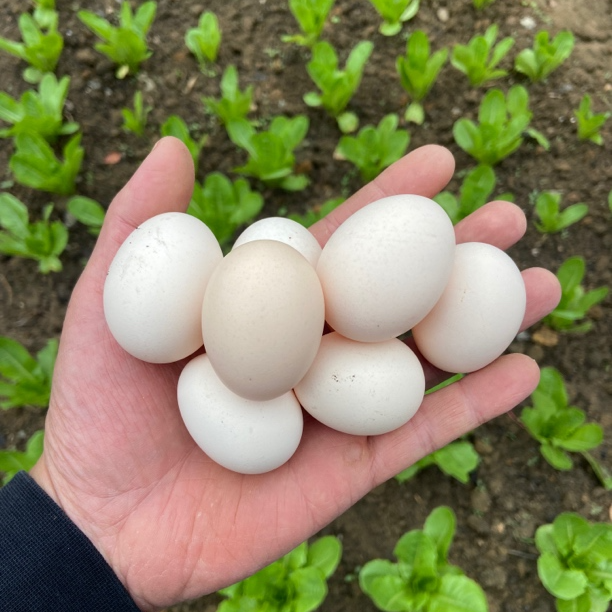 清远1号苗初生蛋 蛋味浓郁