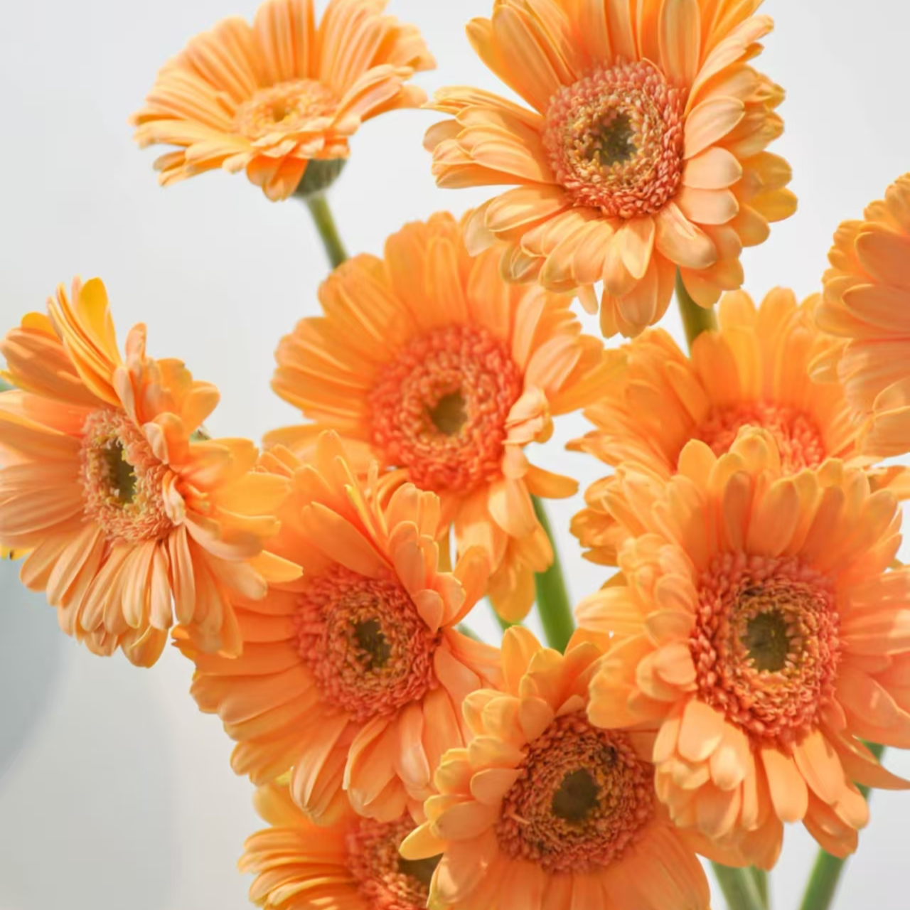 迷你扶朗10支颜色随机