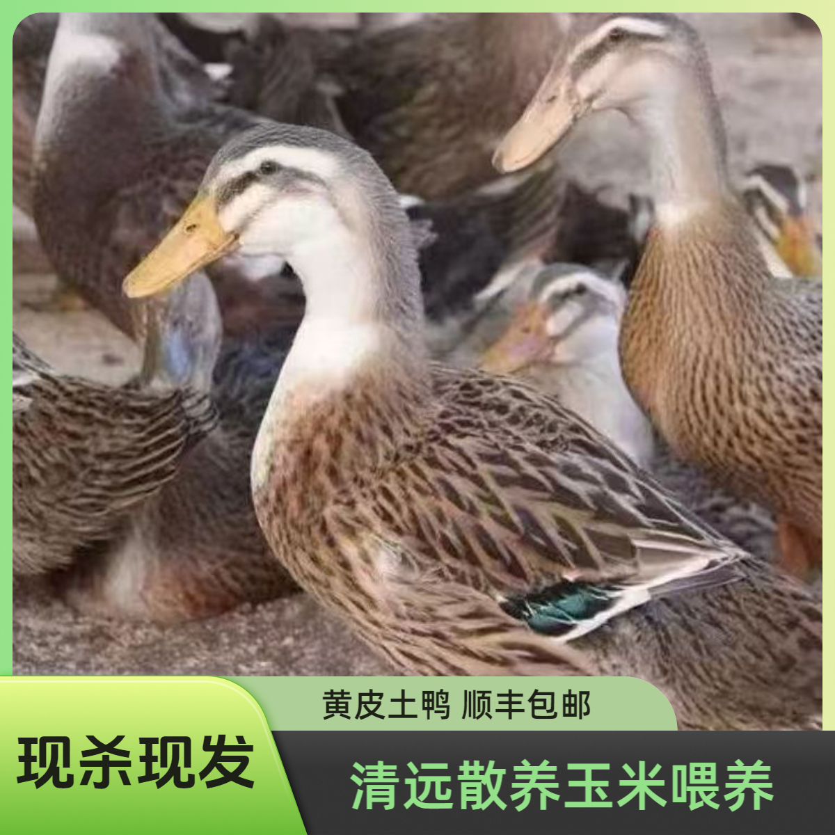 【两只土鸭】正宗农家散养180天土鸭两只 现杀现发 顺丰包邮