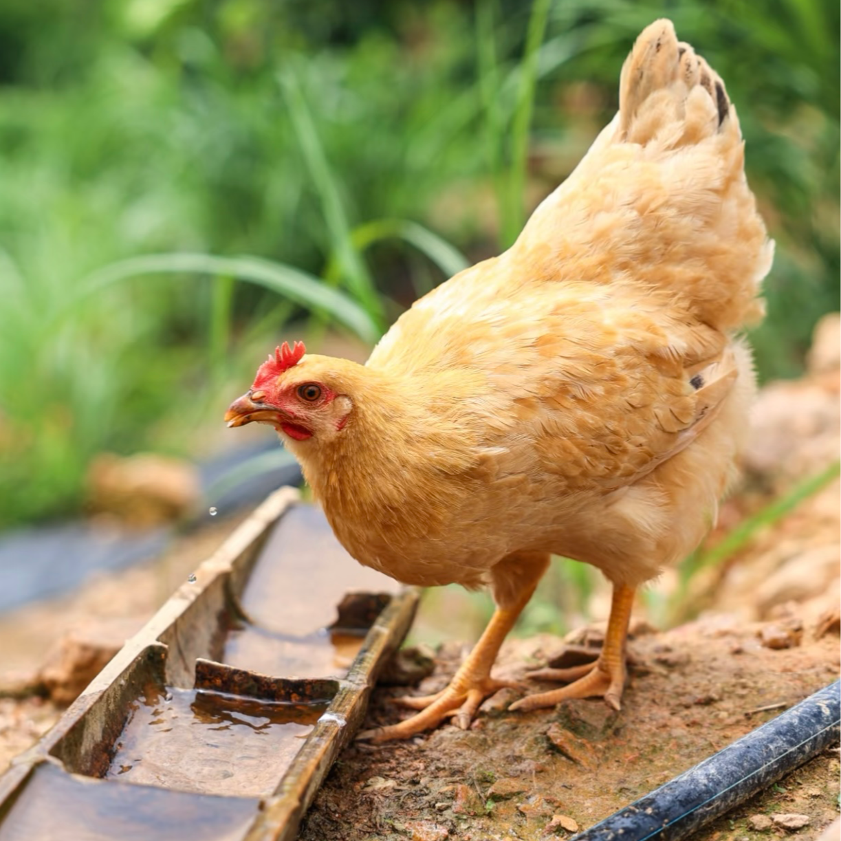 【8个经典三黄礼盒】带框发（xiang）