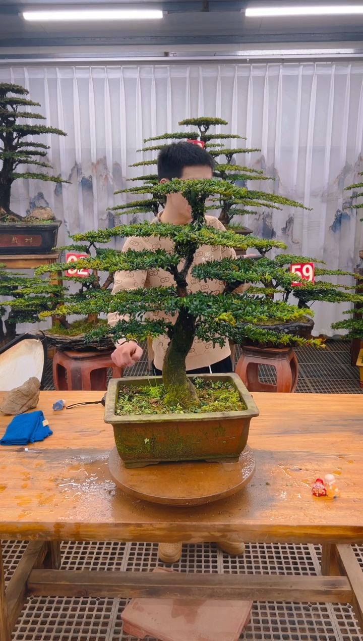 【闪购商品】紫砂精品盆景直播间一物一拍