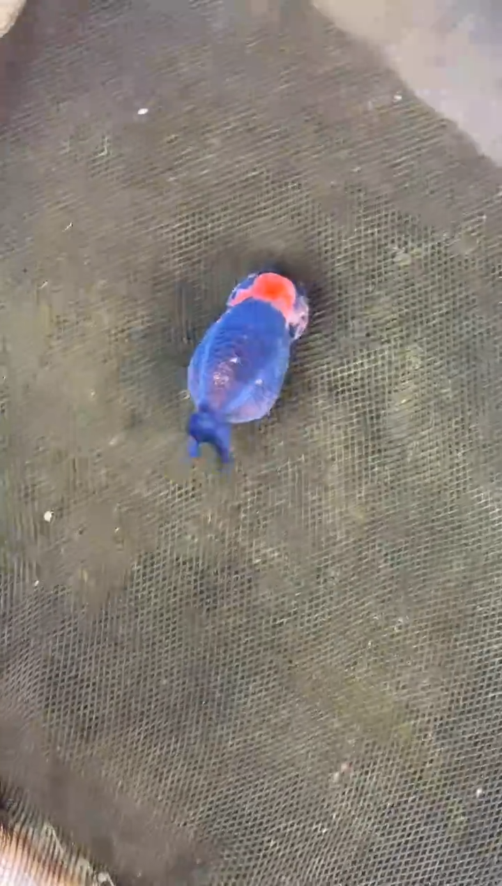 金鱼玩**古水娃娃观赏鱼兰寿金鱼  不包邮