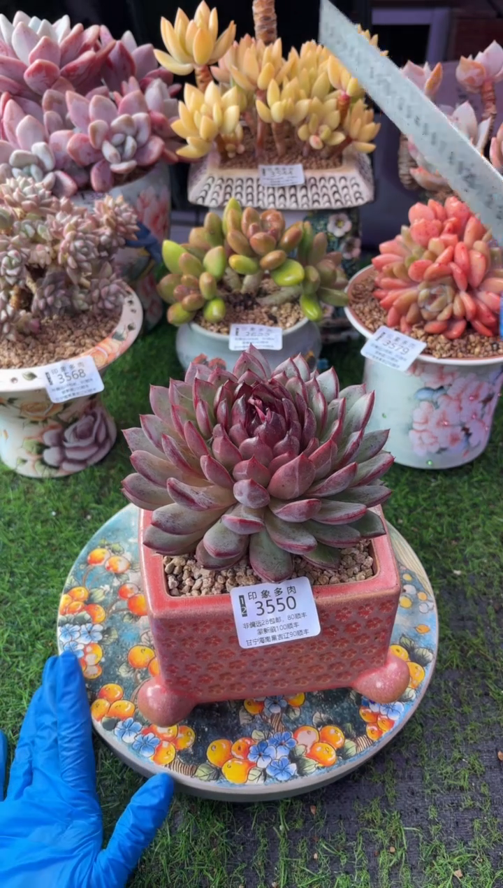 昆明印象多肉3550