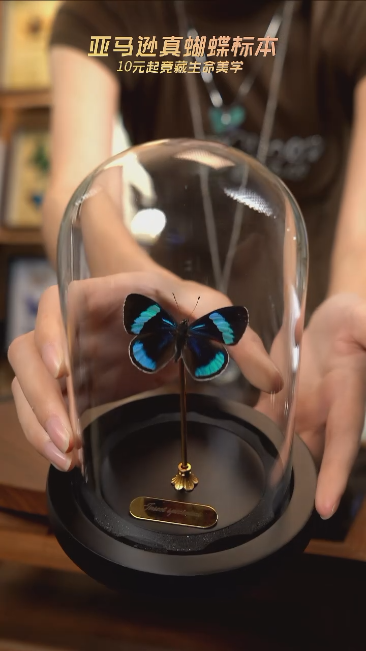 蓝带美蛱蝶玻璃罩款