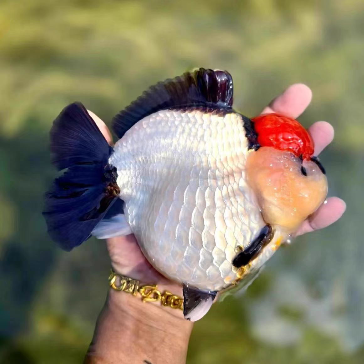  直播间链接福州渔场直销泰师金鱼观赏鱼商品鱼宠物鱼淡水鱼