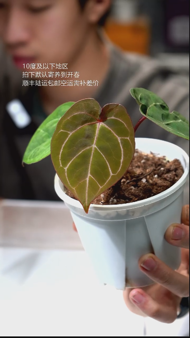 完全开放042-绯月04