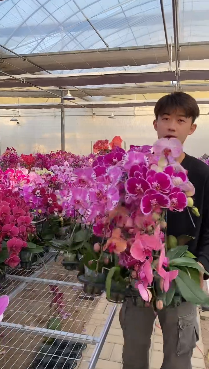 完全开放3.5大花带苞随机发