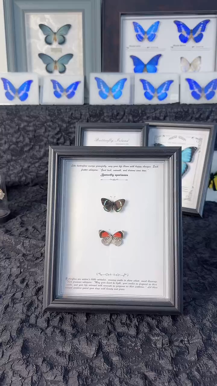 天然标本蝴蝶收藏