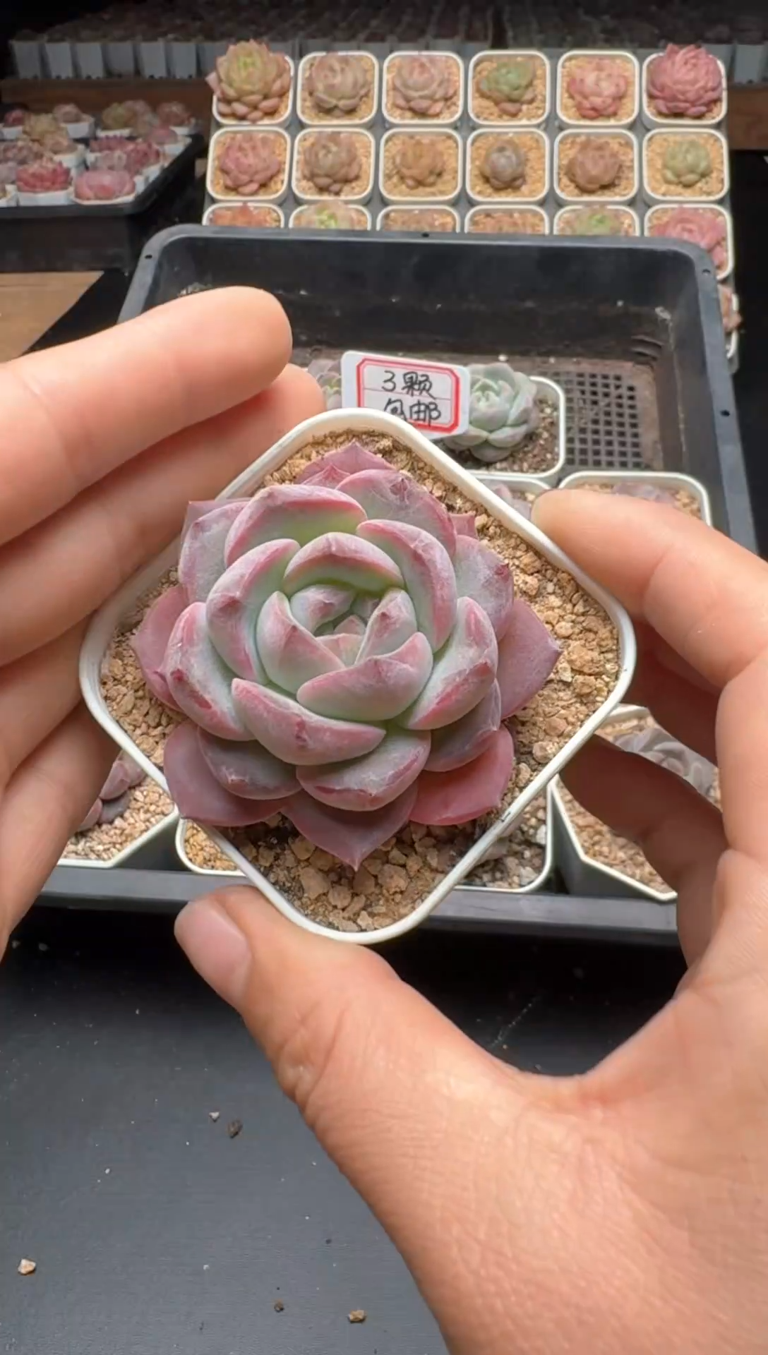 【闪购商品】126号 珍妮杂交多肉 花卉植物