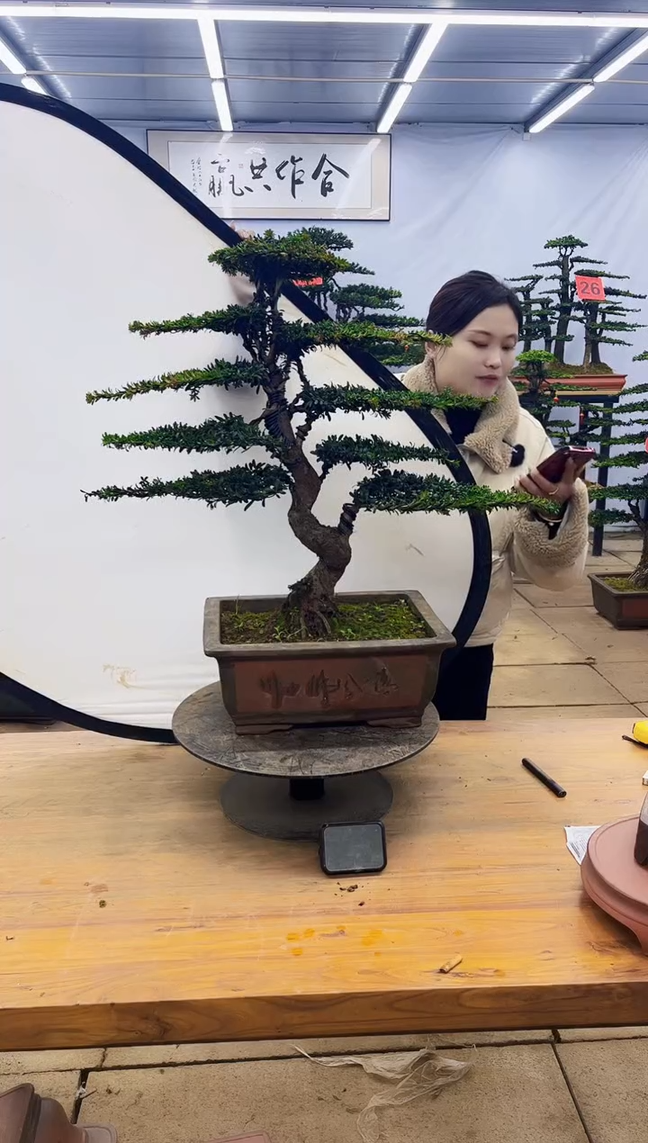 【闪购商品】高端盆景一物一拍，所见即所得