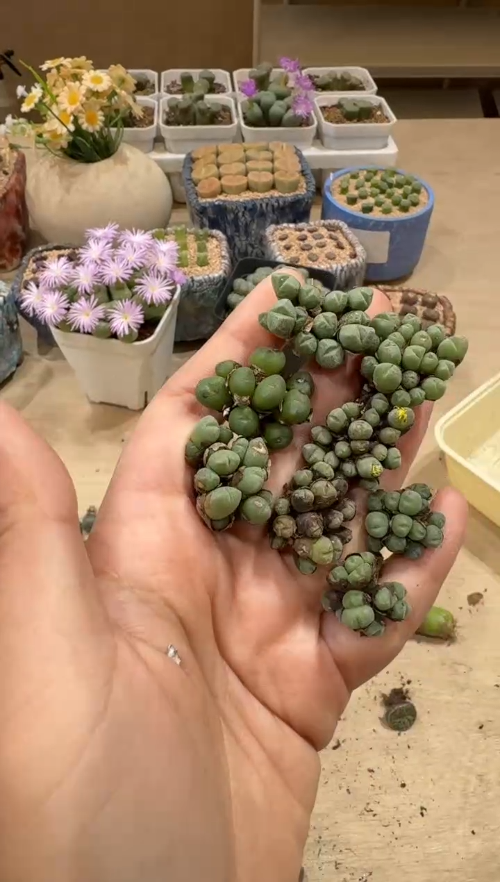 9-3多肉植物肉锥一群