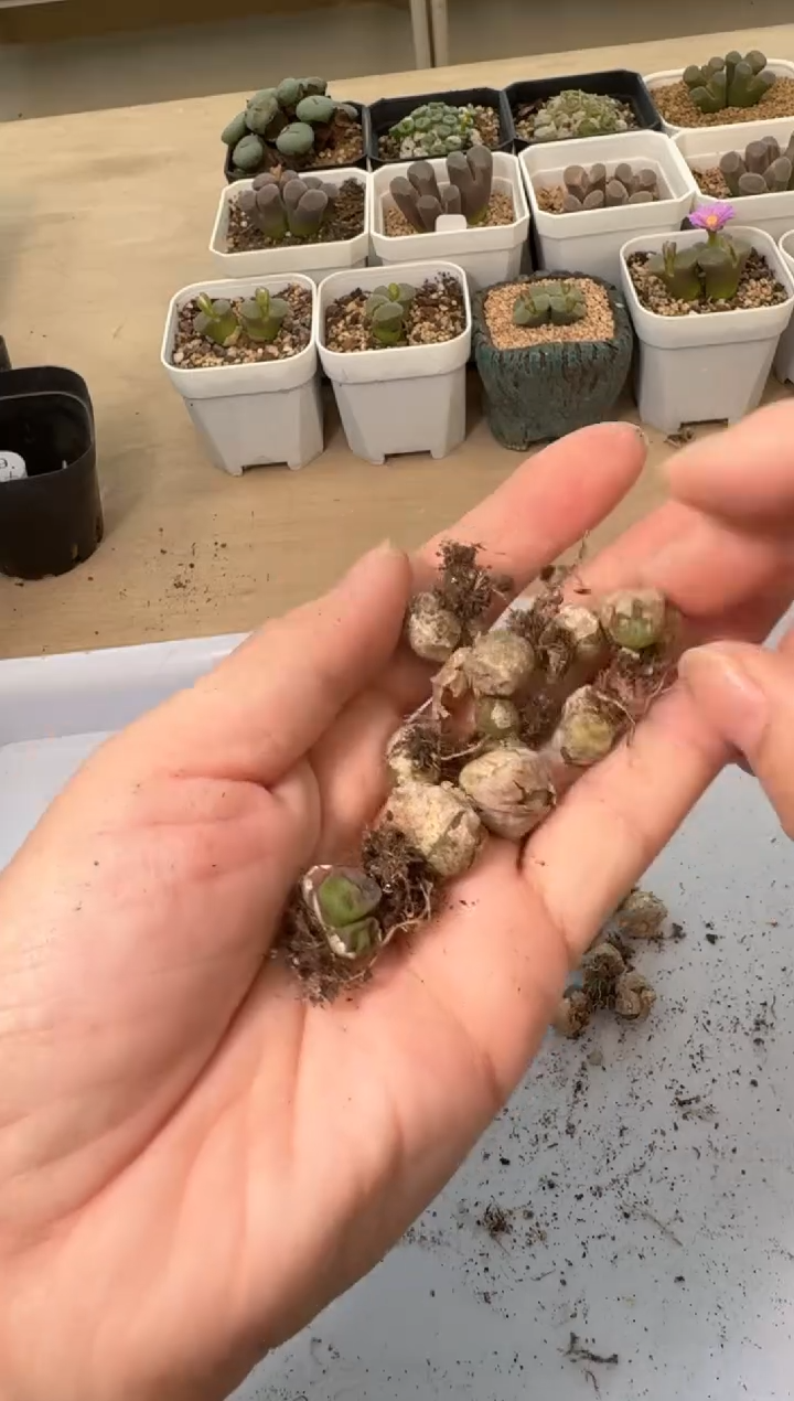 24-9多肉植物肉锥方烧