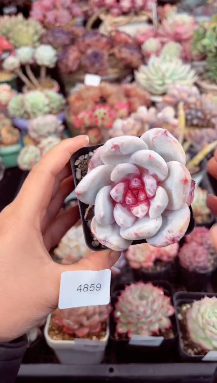 【闪购商品】4859单头糖心嫦娥多肉