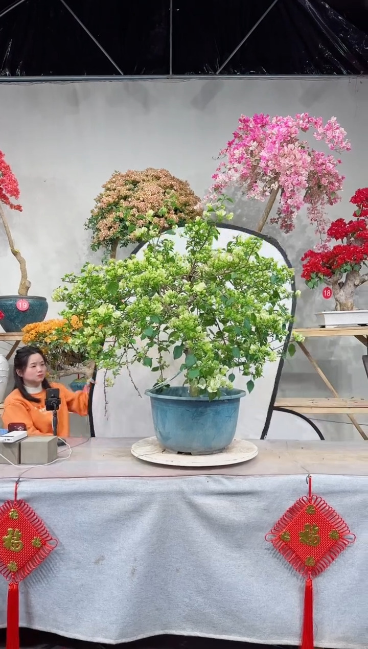 【闪购商品】盆景绿叶樱花