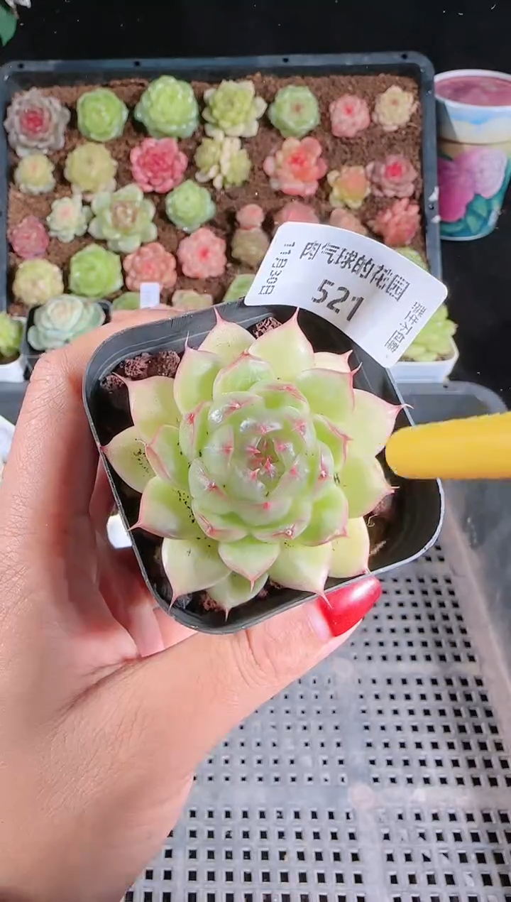 1130-521多肉群生不包整