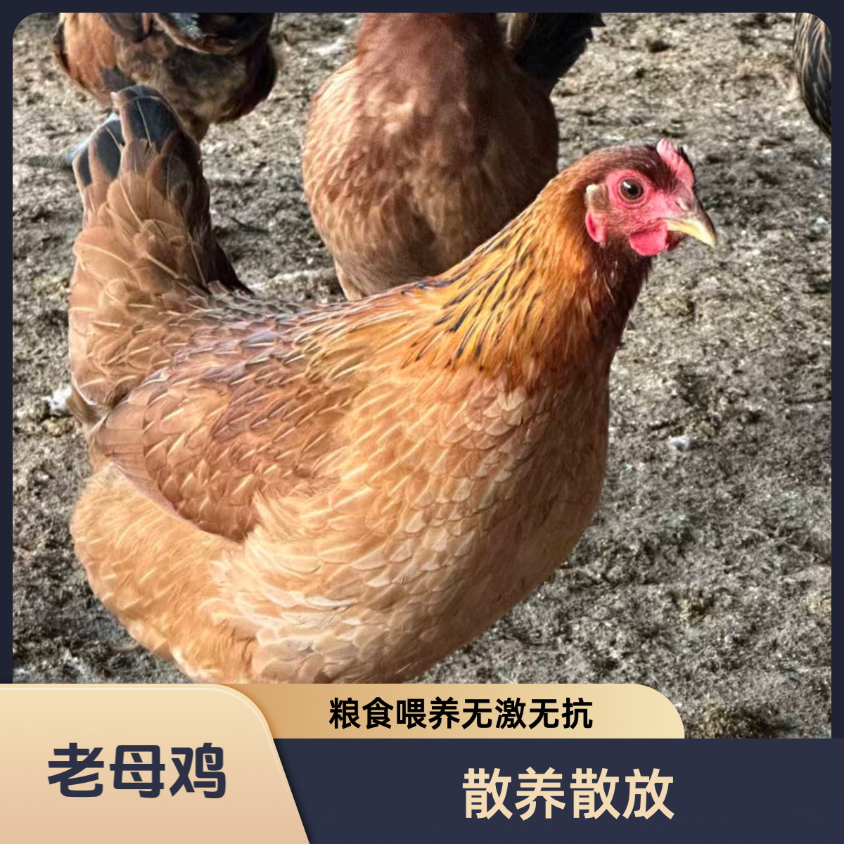 散养散放粮食喂养一年以上老母鸡现宰 包冰率不含冰