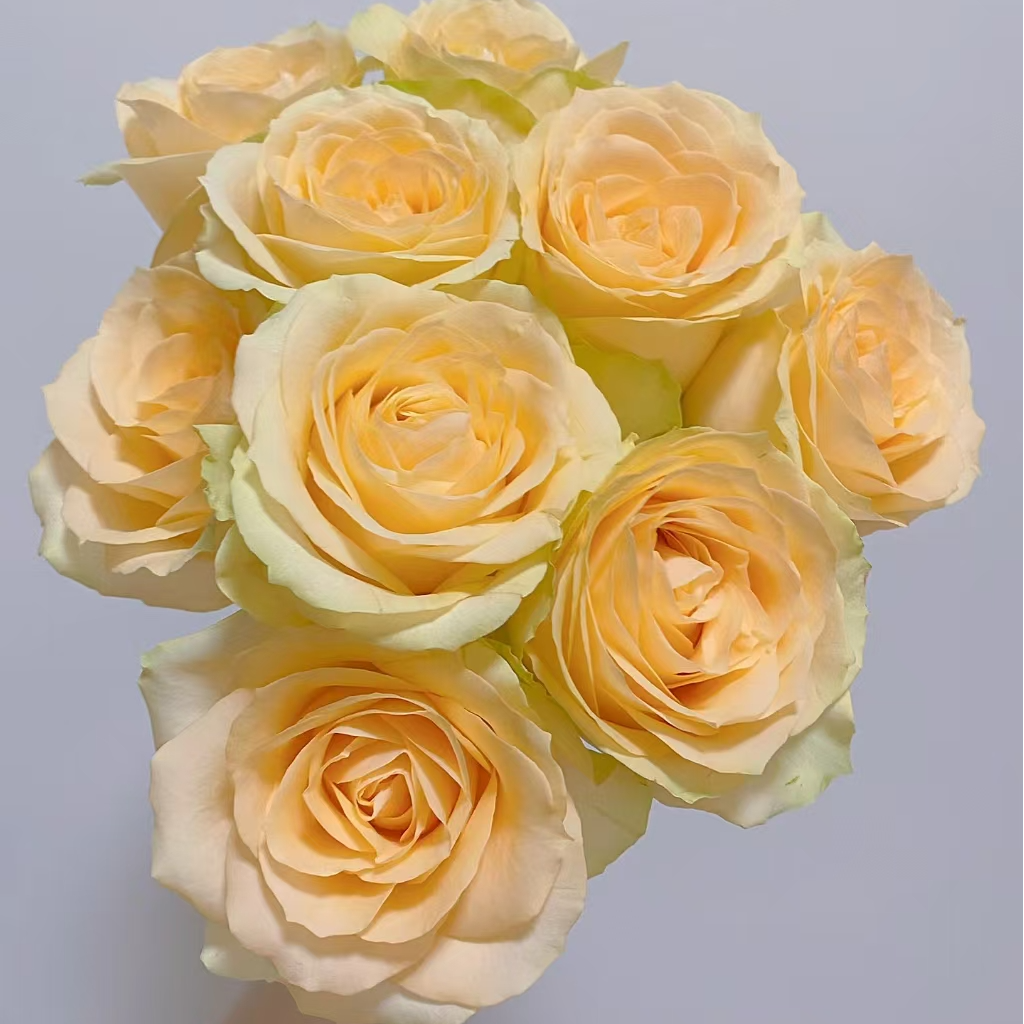 【叁叁专属】【香槟玫瑰】新鲜玫瑰花云南基地直发鲜花批发包邮