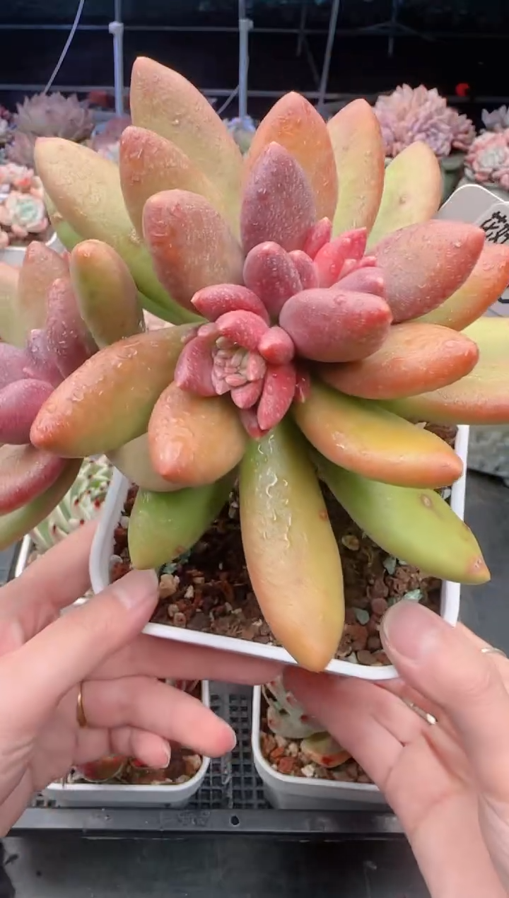 【闪购商品】5902芒果奶