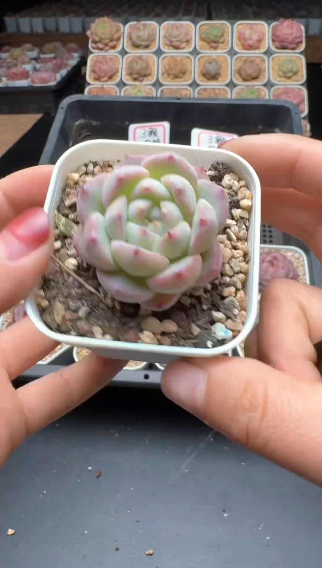 【闪购商品】131号 珍妮杂交多肉 花卉植物